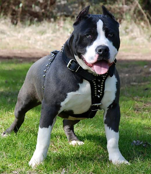 Dog attacked & injured Drug Enforcement Unit's Policemen