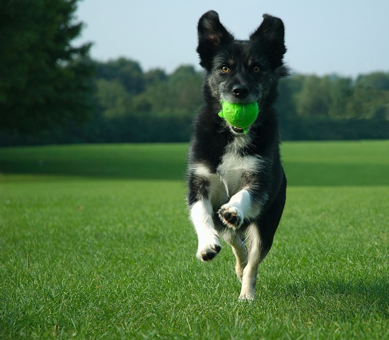 Cypriot Court says Dogs are allowed in National Parks