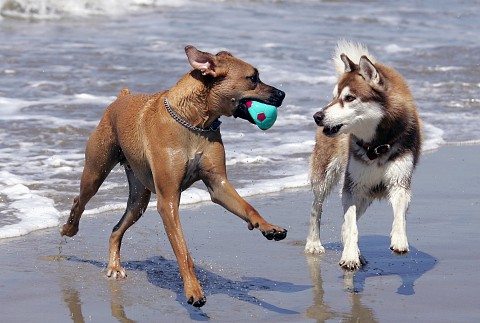 Beaches for dogs this summer