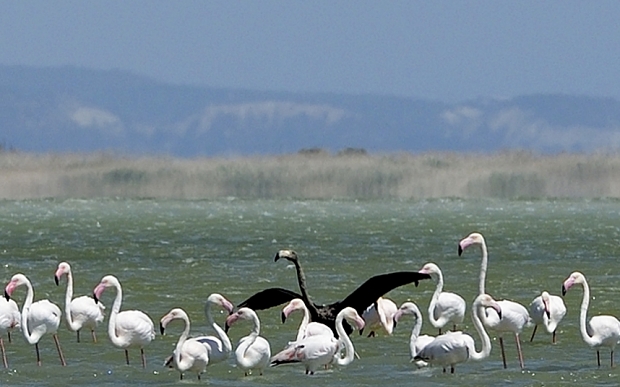 Extremely rare Black Flamingo seen in Cyprus [Video]
