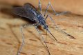 Cyprus under mosquito attack