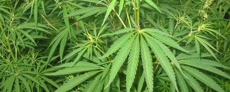 Cannabis in Cyprus