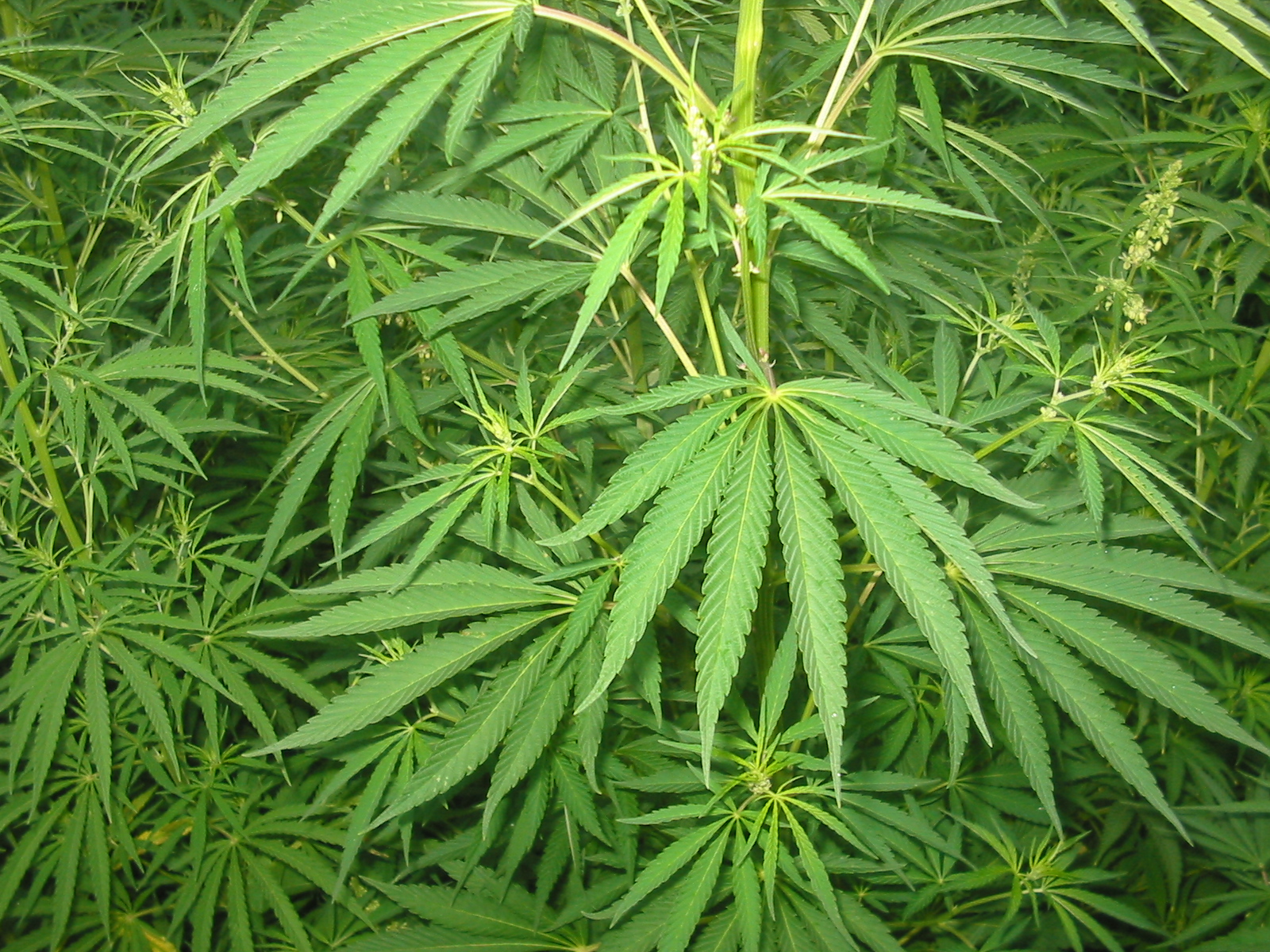 Cannabis in Cyprus